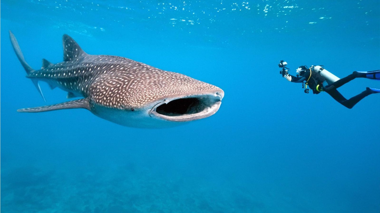 Viaje Balky Ocean en Ocean Survival