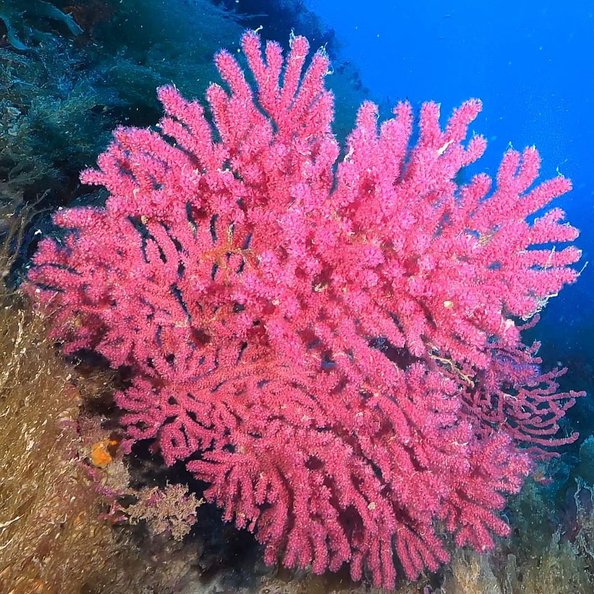 Mar Rojo, fotografía 1