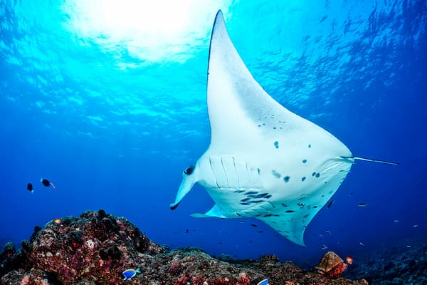 Maldivas, viaje con Balky Ocean